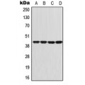 LifeSab™ GNAI1 Rabbit pAb (50 µl)
