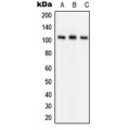 LifeSab™ GLUR1 (pS849) Rabbit pAb (50 µl)