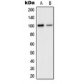 LifeSab™ GLUR2 Rabbit pAb (50 µl)