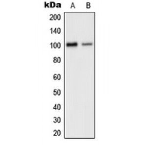 LifeSab™ GLUR2 Rabbit pAb (50 µl)