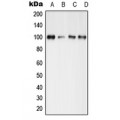 LifeSab™ GLUR4 (pS862) Rabbit pAb (50 µl)