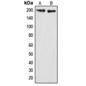 LifeSab™ GRLF1 (pY1087) Rabbit pAb (50 µl)