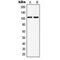 LifeSab™ mGLUR7 Rabbit pAb (50 µl)