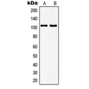 LifeSab™ mGLUR7 Rabbit pAb (50 µl)
