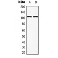 LifeSab™ mGLUR8 Rabbit pAb (50 µl)