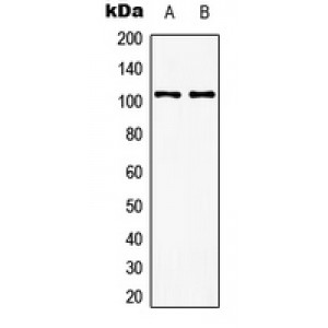 LifeSab™ mGLUR8 Rabbit pAb (50 µl)