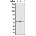 LifeSab™ 5-HT2A Rabbit pAb (50 µl)