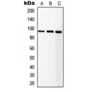 LifeSab™ IGF1 Receptor Rabbit pAb (50 µl)