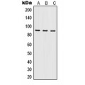 LifeSab™ ILF3 Rabbit pAb (50 µl)