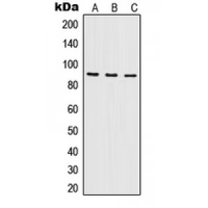 LifeSab™ ILF3 Rabbit pAb (50 µl)