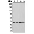 LifeSab™ Inhibin beta A Rabbit pAb (50 µl)