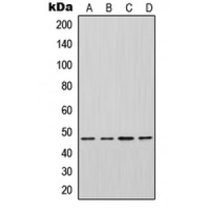 LifeSab™ Inhibin beta A Rabbit pAb (50 µl)