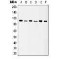 LifeSab™ Integrin beta 5 Rabbit pAb (50 µl)