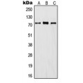 LifeSab™ ITIH1 Rabbit pAb (50 µl)