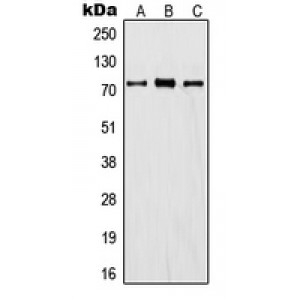 LifeSab™ ITIH1 Rabbit pAb (50 µl)