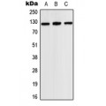 LifeSab™ JAK2 Rabbit pAb (50 µl)
