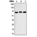 LifeSab™ Kv1.3 (pY187) Rabbit pAb (50 µl)