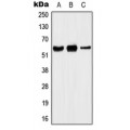 LifeSab™ Kv1.5 Rabbit pAb (50 µl)