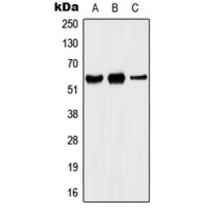 LifeSab™ Kv1.5 Rabbit pAb (50 µl)