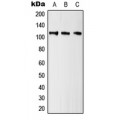 LifeSab™ Kv10.1 Rabbit pAb (50 µl)