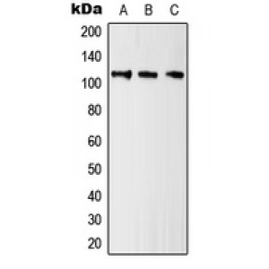 LifeSab™ Kv10.1 Rabbit pAb (50 µl)