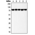 LifeSab™ LIMK1/2 (pT508/505) Rabbit pAb (50 µl)