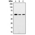 LifeSab™ SMAD5 Rabbit pAb (50 µl)