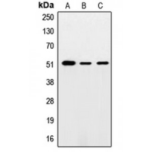 LifeSab™ SMAD5 Rabbit pAb (50 µl)