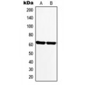 LifeSab™ Monoamine Oxidase A Rabbit pAb (50 µl)
