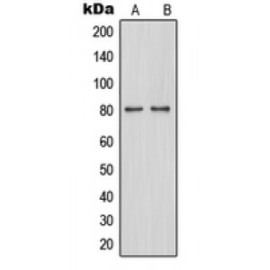 LifeSab™ TAU (pS579) Rabbit pAb (50 µl)