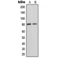 LifeSab™ TAU (pT548) Rabbit pAb (50 µl)