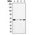 LifeSab™ TAU (pT534) Rabbit pAb (50 µl)