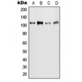 LifeSab™ MYBL2 (pS577) Rabbit pAb (50 µl)