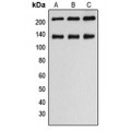 LifeSab™ MLCK1 Rabbit pAb (50 µl)