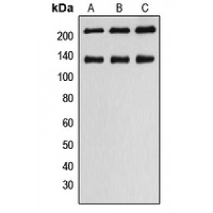 LifeSab™ MLCK1 Rabbit pAb (50 µl)
