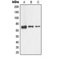 LifeSab™ CD271 Rabbit pAb (50 µl)