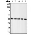 LifeSab™ Nucleophosmin (pT234) Rabbit pAb (50 µl)