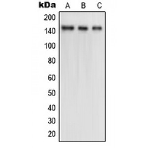 LifeSab™ TRK B (pY516) Rabbit pAb (50 µl)