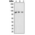 LifeSab™ NUP88 Rabbit pAb (50 µl)