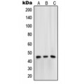 LifeSab™ Mu Opioid Receptor (pS375) Rabbit pAb (50 µl)