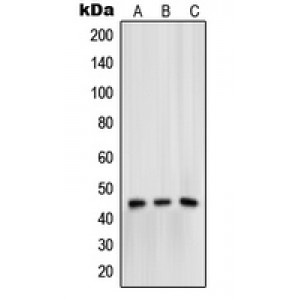LifeSab™ Mu Opioid Receptor (pS375) Rabbit pAb (50 µl)