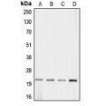 LifeSab™ Claudin 11 Rabbit pAb (50 µl)