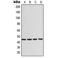LifeSab™ P2X1 Rabbit pAb (50 µl)
