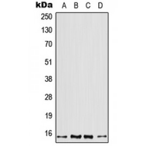 LifeSab™ Profilin 2 Rabbit pAb (50 µl)