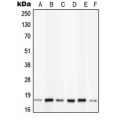LifeSab™ PIN1 (pS16) Rabbit pAb (50 µl)