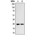 LifeSab™ PRRX1 Rabbit pAb (50 µl)