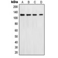 LifeSab™ DNA Polymerase delta 1 Rabbit pAb (50 µl)