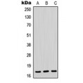 LifeSab™ POLR2H Rabbit pAb (50 µl)