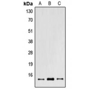 LifeSab™ POLR2I Rabbit pAb (50 µl)