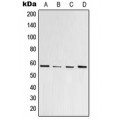 LifeSab™ PPAR gamma (pS112) Rabbit pAb (50 µl)